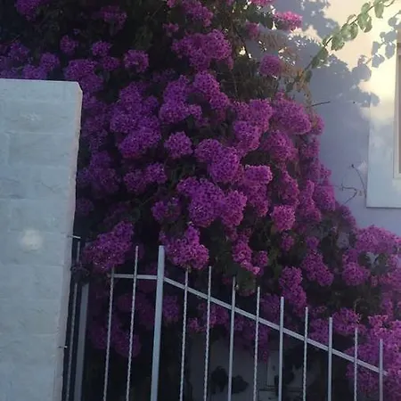 Daire Palma Ceoce Budva